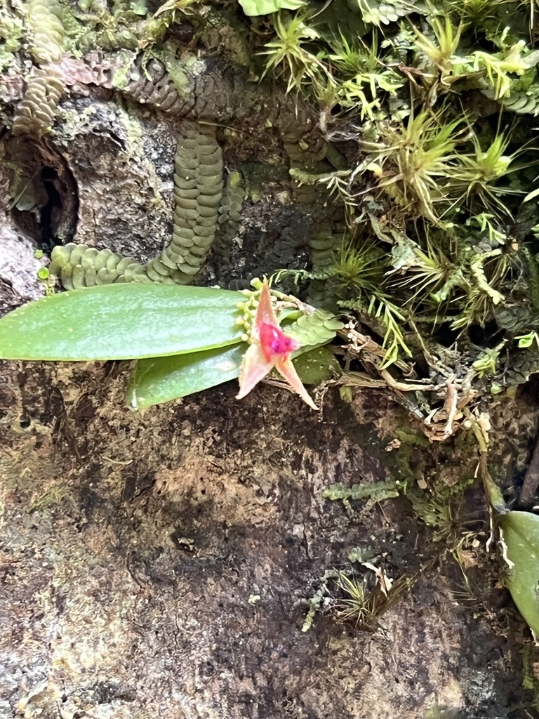 Lepanthes eltoroensis