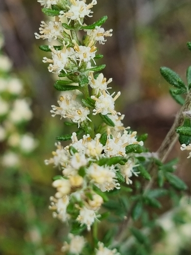 Image of Olearia tubuliflora by (c) Jane Canaway, some rights reserved (CC BY)