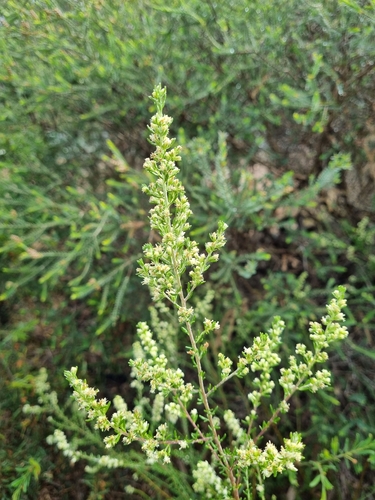 Image of Olearia tubuliflora by (c) Jane Canaway, some rights reserved (CC BY)