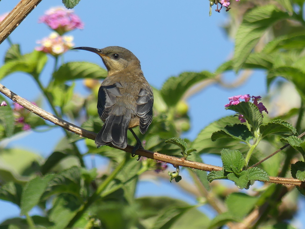 eastern-spinebill-from-cowan-nsw-2081-australia-on-october-11-2023-at