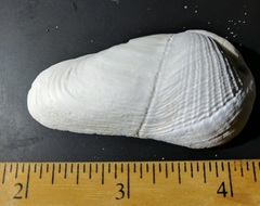 Martesiinae