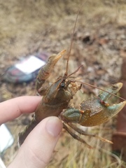 Lacunicambarus polychromatus