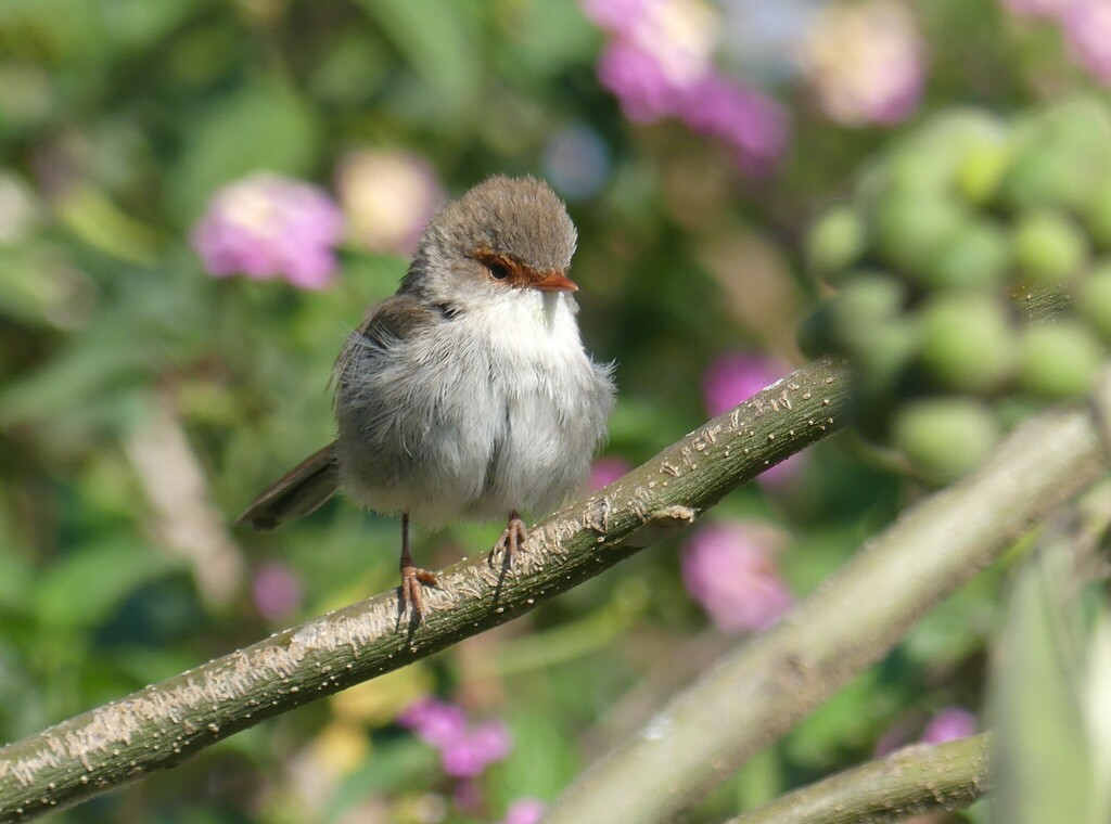 Superb Fairywren From Cowan NSW 2081 Australia On October 11 2023 At superb-fairywren-from-cowan-nsw-2081-australia-on-october-11-2023-at