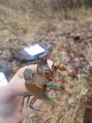 Lacunicambarus polychromatus