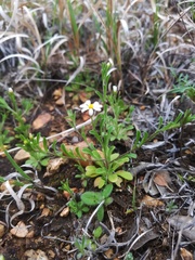 Chaetopappa bellidifolia