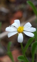 Chaetopappa bellidifolia
