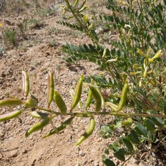 Astragalus lentiginosus maricopae