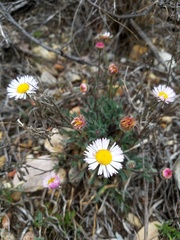 Aphanostephus riddellii