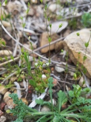 Arenaria benthamii