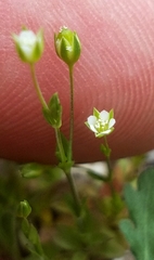 Arenaria benthamii