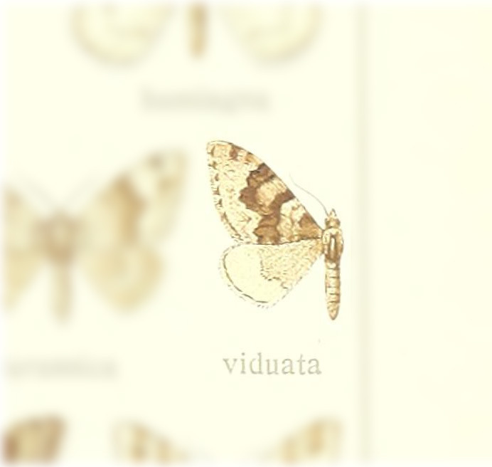 Nebula viduata
