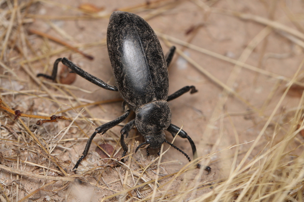 Armored Stink Beetle