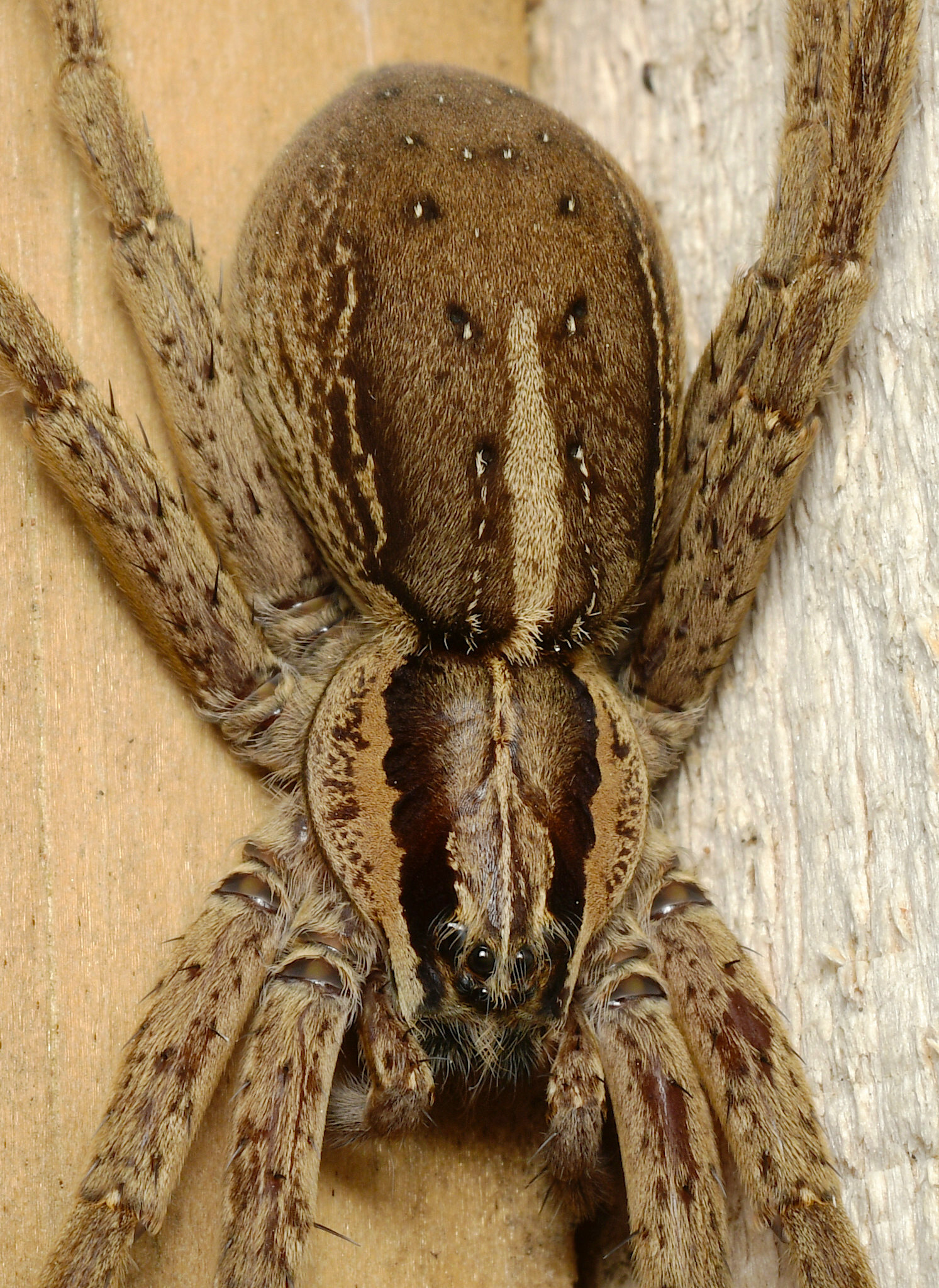 File:Dolomedes minor-Nursery Web Spider (NZAC06001334).jpg