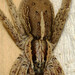 Dolomedes minor - Photo (c) Steven Wallace,  זכויות יוצרים חלקיות (CC BY-NC), הועלה על ידי Steven Wallace