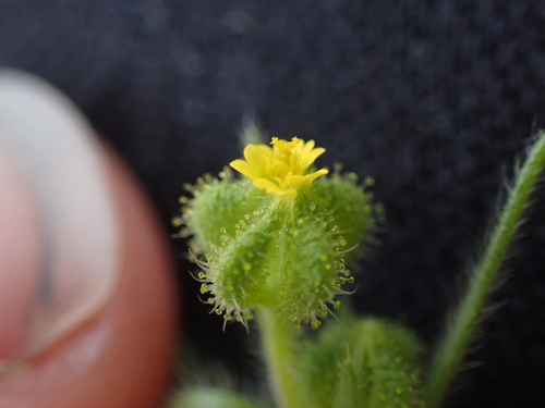Image of Madia exigua by (c) Aiva Noringseth, some rights reserved (CC BY)