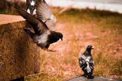 Columba livia domestica