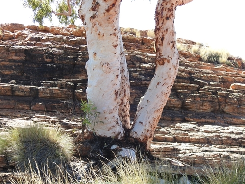 Image of Corymbia aparrerinja by (c) Ashleigh Robbins, some rights reserved (CC BY)