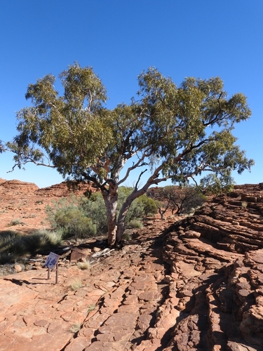 Image of Ghost Gum (Corymbia aparrerinja) by (c) Ashleigh Robbins, some rights reserved (CC BY)