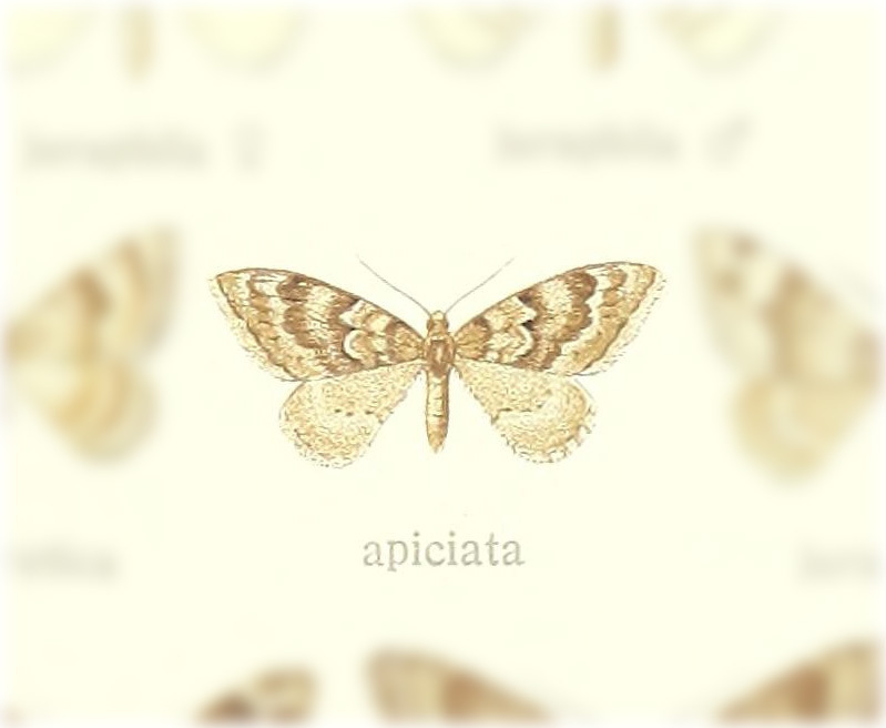 Nebula apiciata