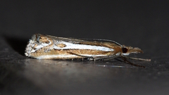 Hednota parahoplitella