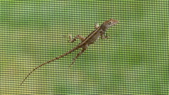 Anolis sagrei