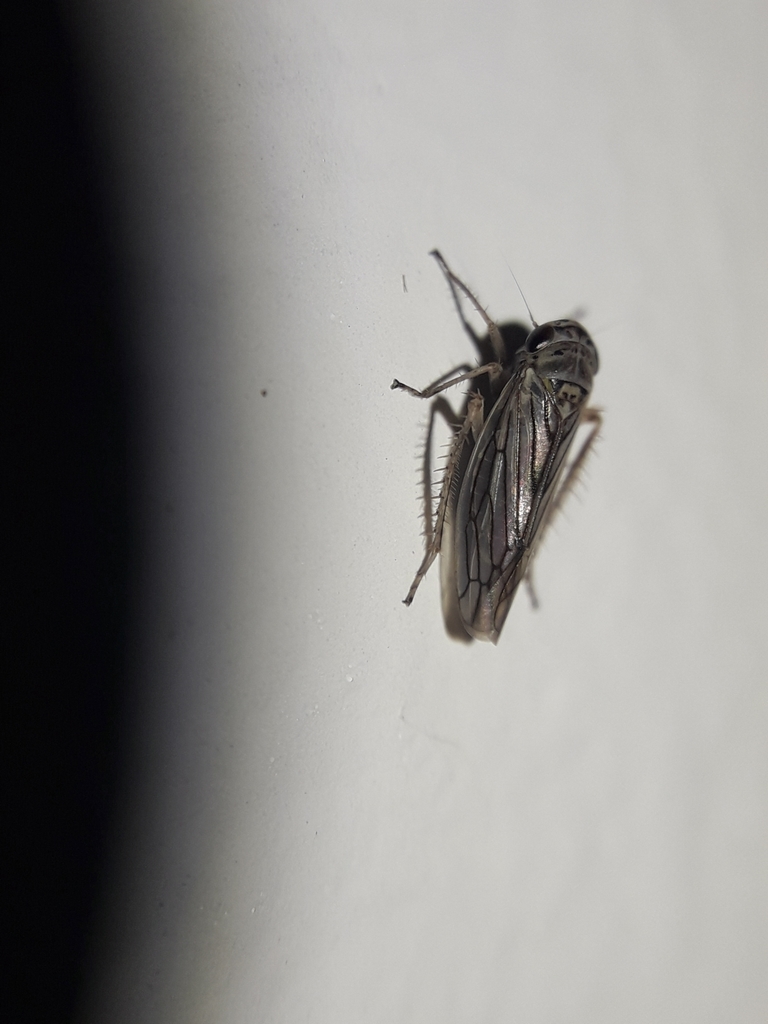 Exitianus obscurinervis