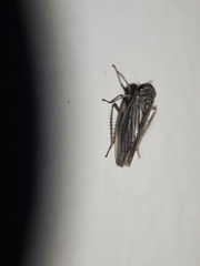 Exitianus obscurinervis