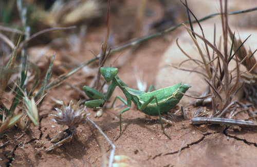 European Dwarf Mantis