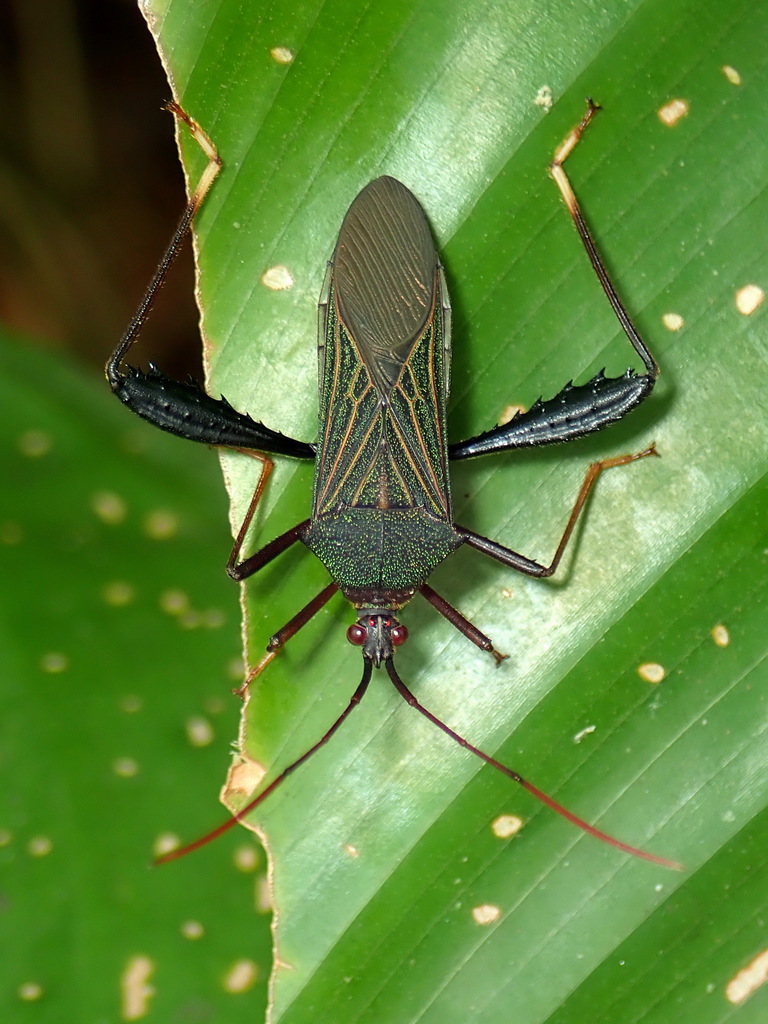 Petalops virago
