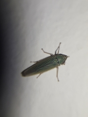 Syncharina argentina