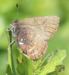 Callophrys