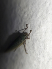 Syncharina argentina