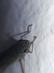 Syncharina argentina