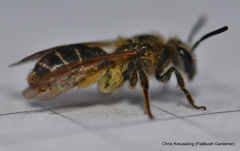 Andrena miserabilis