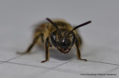 Andrena miserabilis