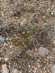 Grusonia