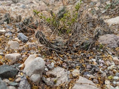 Grusonia