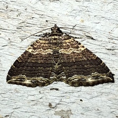 Anticlea multiferata