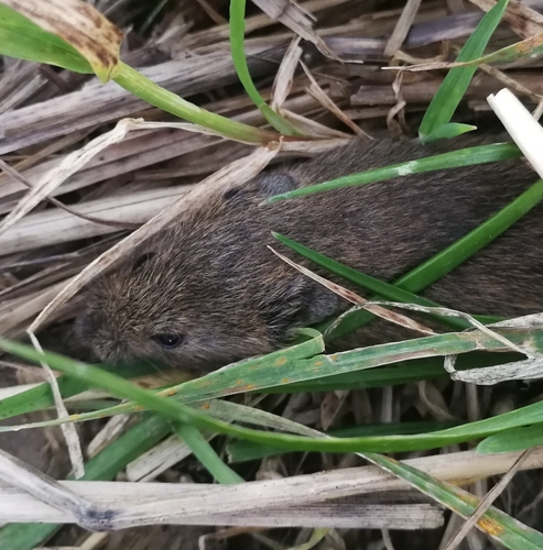 Hraboš poľný (Microtus arvalis)