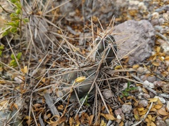 Grusonia