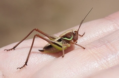 Decticita balli