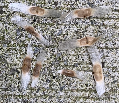 Radermachera pinnata observed 2023-10-13
