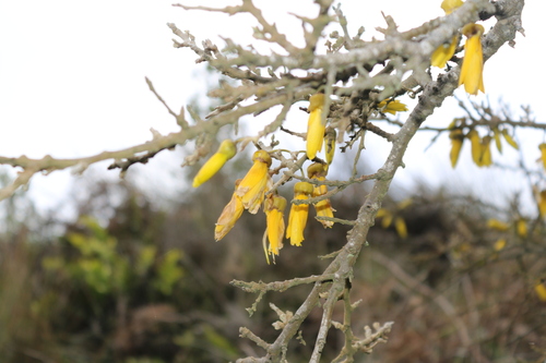 Image of Coastal Kowhai (Sophora chathamica) by (c) Julia Palmer, some rights reserved (CC BY-SA)