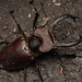 高砂深山鍬形蟲 - Photo (c) yuwen0307，保留部份權利CC BY-NC