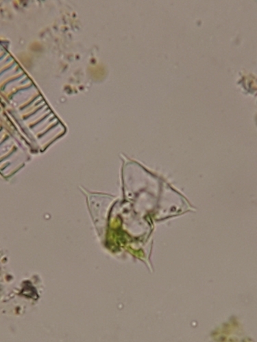 Staurodesmus mucronatus