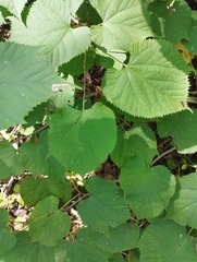 Manchurian Linden (Tilia mandshurica)