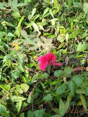 Hibiscus uncinellus