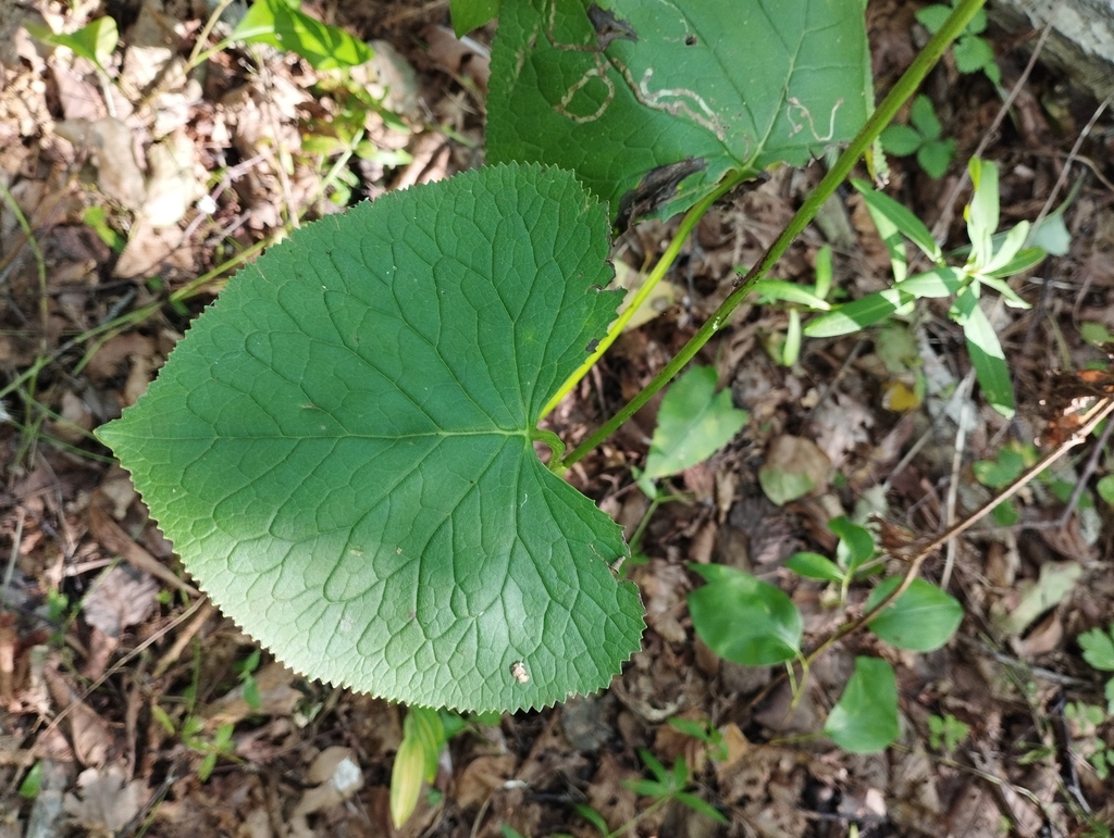 Ligularia sachalinensis; photograph (c) Tatyana Petrenko, some rights reserved (CC BY)