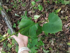 (c) Tatyana Petrenko, some rights reserved (CC BY) Ligularia sachalinensis, photograph (c) Tatyana Petrenko, some rights reserved (CC BY)