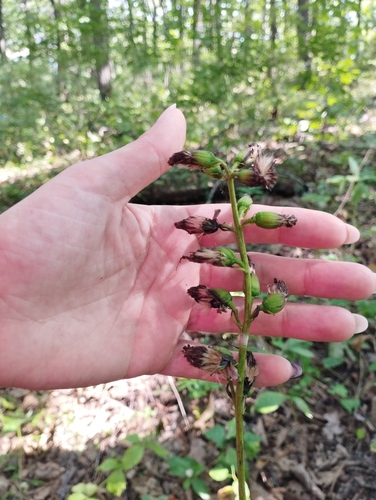 Ligularia sachalinensis, photograph 4